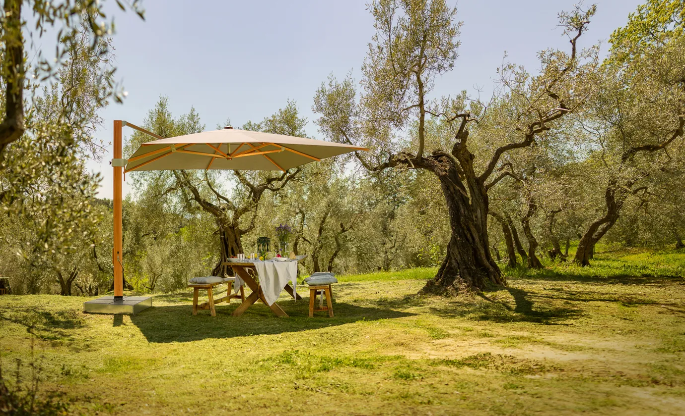 imagepicture_aura_2019 (1)